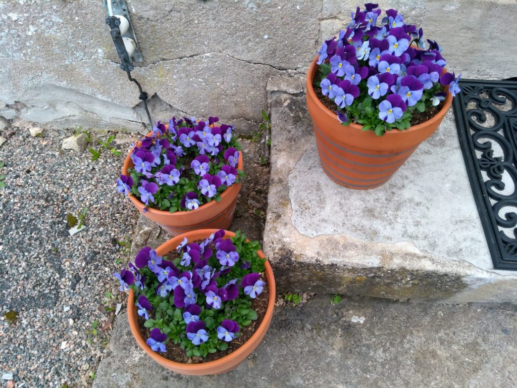 drie bloempotten met blauwe viootjes